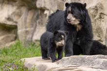 Andean bear cub Ian and his mother, Brienne, explore their outdoor habitat. 