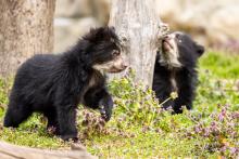 Andean bear cubs Sean (left) and Ian explore their outdoor habitat March 22, 2023. 