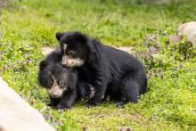 Andean bear cubs Sean (left) and Ian explore their outdoor habitat at Smithsonian's National Zoo. 