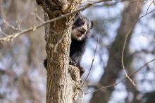 Four-month-old Andean bear cub Ian climbs a tree in his outdoor habitat. 