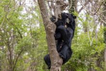 Andean bear mother Brienne and her cub, Ian, climb a tree in their outdoor habitat.