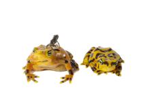 Panamanian golden frog mother, father and toadlet family portrait.