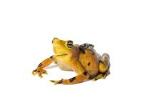 Panamanian golden frog mother and offspring on a white background. The toadlet is sitting on top of its mother's back.