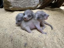 Three meerkat pups were born May 10, 2023, at the Small Mammal House to mother Sadie and father Frankie.