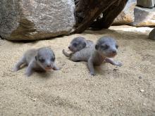 Three small, gray meerkat kits explore their enclosure at the Small Mammal House. 