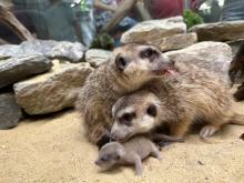 Three meerkat pups were born to mother Sadie and father Frankie May 10, 2023. 