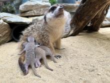 Meerkat mother Sadie nurses three kits. They were born May 10, 2023. Keepers say they appear to be healthy and strong.