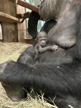 Newborn gorilla cradled by mother Calaya, a 20-year-old female western lowland gorilla. She gave birth to her second offspring May 27 at the Smithsonian’s National Zoo and Conservation Biology Institute.