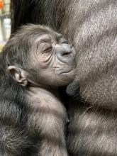 Newborn gorilla cradled by mother Calaya, a 20-year-old female western lowland gorilla. She gave birth to her second offspring May 27 at the Smithsonian’s National Zoo and Conservation Biology Institute.