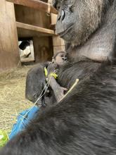Newborn gorilla cradled by mother Calaya, a 20-year-old female western lowland gorilla. She gave birth to her second offspring May 27 at the Smithsonian’s National Zoo and Conservation Biology Institute.
