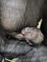 Western lowland gorilla infant cradled in her mother's arms. She is looking up at the viewer with her mouth open, appearing to be smiling.