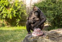 This morning, primate keepers threw a party for the gorilla troop, and festive enrichment revealed that the newborn is female.