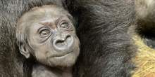 Baby gorilla Zahra looks into the camera while being held by her mother, Calaya.