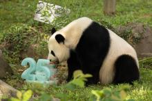Giant panda Mei Xiang celebrates her 25th birthday with a fruitsicle cake.