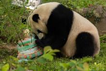 Giant panda Mei Xiang celebrates her 25th birthday with a fruitsicle cake.