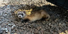A black-footed ferret kit stretches out on some rocky substrate in its enclosure.
