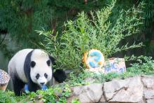 Giant panda Xiao Qi Ji approaches his third birthday cake. 
