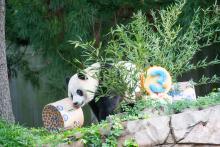 Giant panda Xiao Qi Ji approaches his third birthday enrichment boxes. 