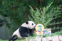 Giant panda Xiao Qi Ji licks his fruitsicle cake.