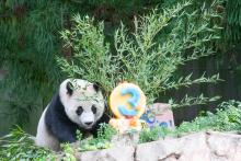 Giant panda Xiao Qi Ji licks his fruitsicle cake.