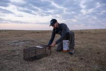 Photo of scientist Jesse Boulerice setting a humane trap for prairie dogs on an open plain.