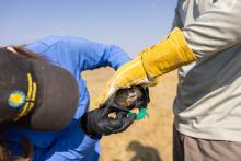 Photo of scientist Hila Shamon attaching a GPS collar to a wild prairie dog.
