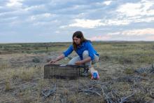 Photo of scientist Hila Shamon setting a humane trap for wild prairie dogs at American Prairie.