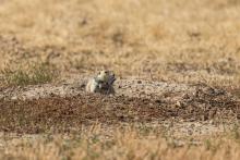 Photo of a prairie dog wearing a GPS collar in an open plain.