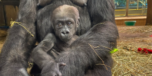 A 3-month-old baby gorilla looks into the camera while being held in her mother's arms.