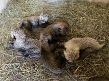 Wildlife Safari staff report that cheetah mother Jezebel has accepted her 2-week-old male foster cub, who arrived Oct. 3 from SCBI. (Amanda Collins/Wildlife Safari)