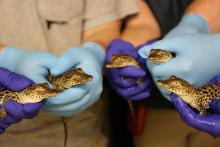 tiny newborn crocodiles
