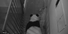 panda in den