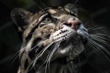 Photo of a clouded leopard.