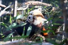 red panda in exhibit