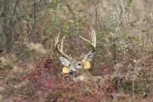 tagged deer