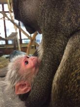 Photo of a baby Allen's swamp monkey with its mother Layla.