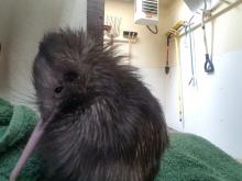 kiwi resting