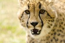 cheetah snarling