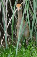 Hooded crane chick in the grass