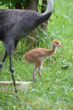 Hooded crane chick in the grass with mom