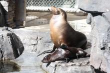 California Sea Lion Mom and Pup