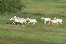 a herd of oryx with collars running in the wild