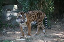 Sparky the tiger in his yard