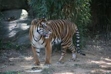 Sparky the tiger in his yard