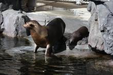 California Sea Lion Mom and Pup