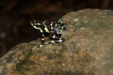 A female Limosa harlequin frog with a radio transmitter on its back.