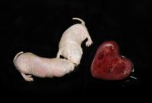 naked mole rats and valentine