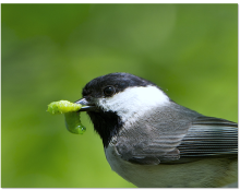 A small bird with black, white and gray feathers, called a Carolina chickadee, holds a green caterpillar in its beak