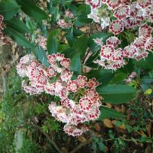 A close-up photo of flowers blooming on a mountain laurel shrub