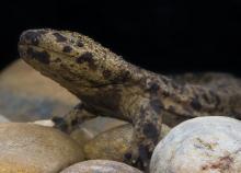 large salamander